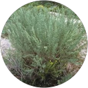 Silver Sage Xeriscape & Design